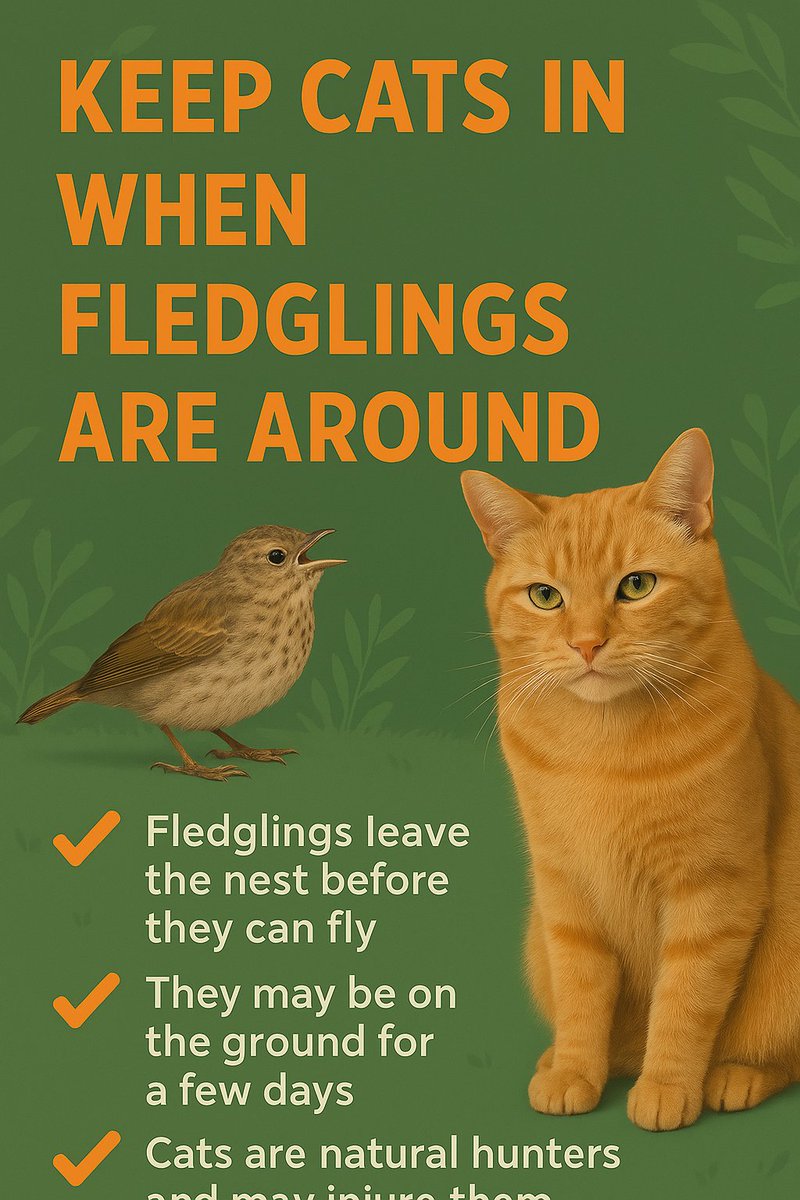 HelpAnimals25's tweet image. #Cat owners.
Too many baby birds being killed by cats.
Fledglings are most vulnerable at sunrise &amp;amp; sunset - so please bring cats  indoors before the sun begins to set &amp;amp; let them out again when the sun has completely risen the next morning - we may save a few lives.
#fledglings
