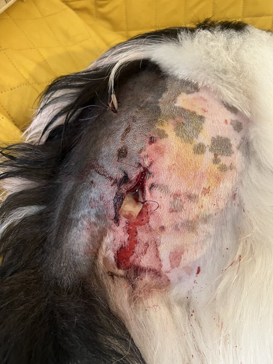 Gavroche tweet media