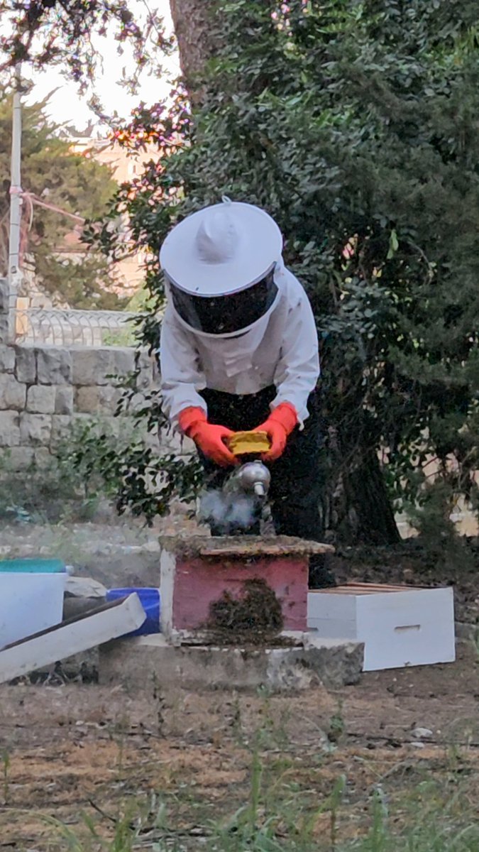 EBAFJerusalem's tweet photo. 20 mai #journeemondialedesabeilles 🐝
Récolte et préparation du #miel par le frère Martin 🍯
#beesday #bees #honey #artisanalhoney #mielartisanal https://t.co/BCF3i9uj59