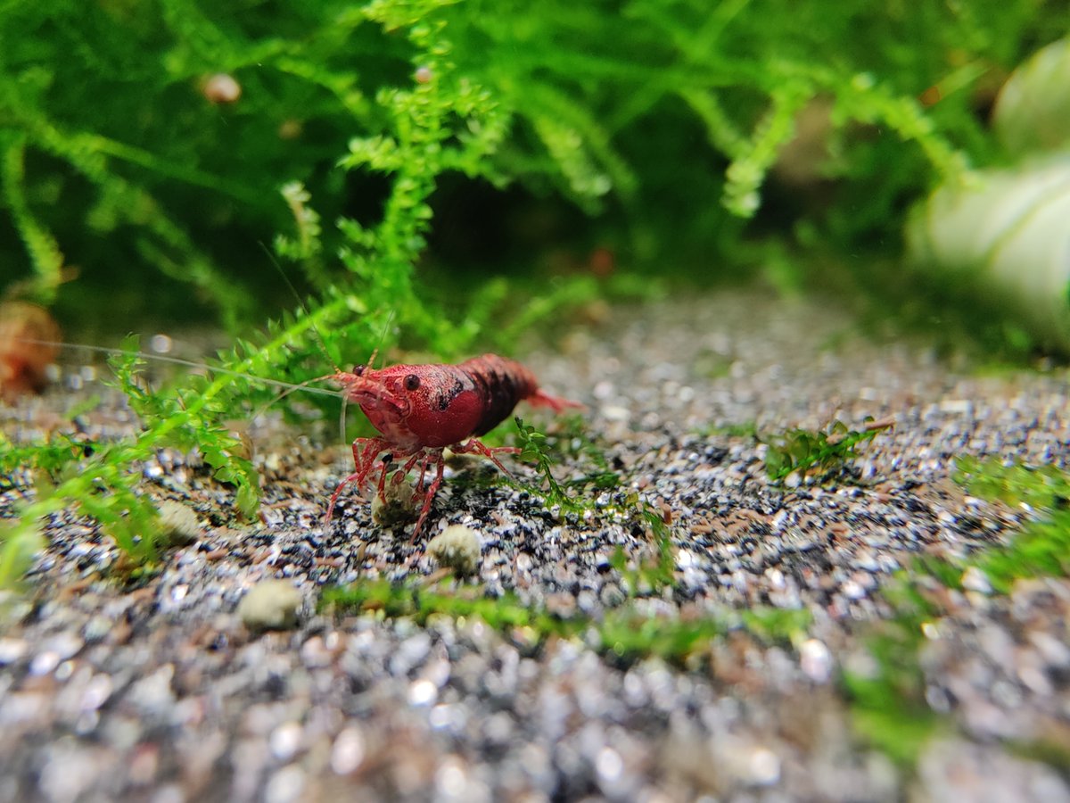 Shrimplon's tweet photo. https://t.co/hcNh4vWGTQ