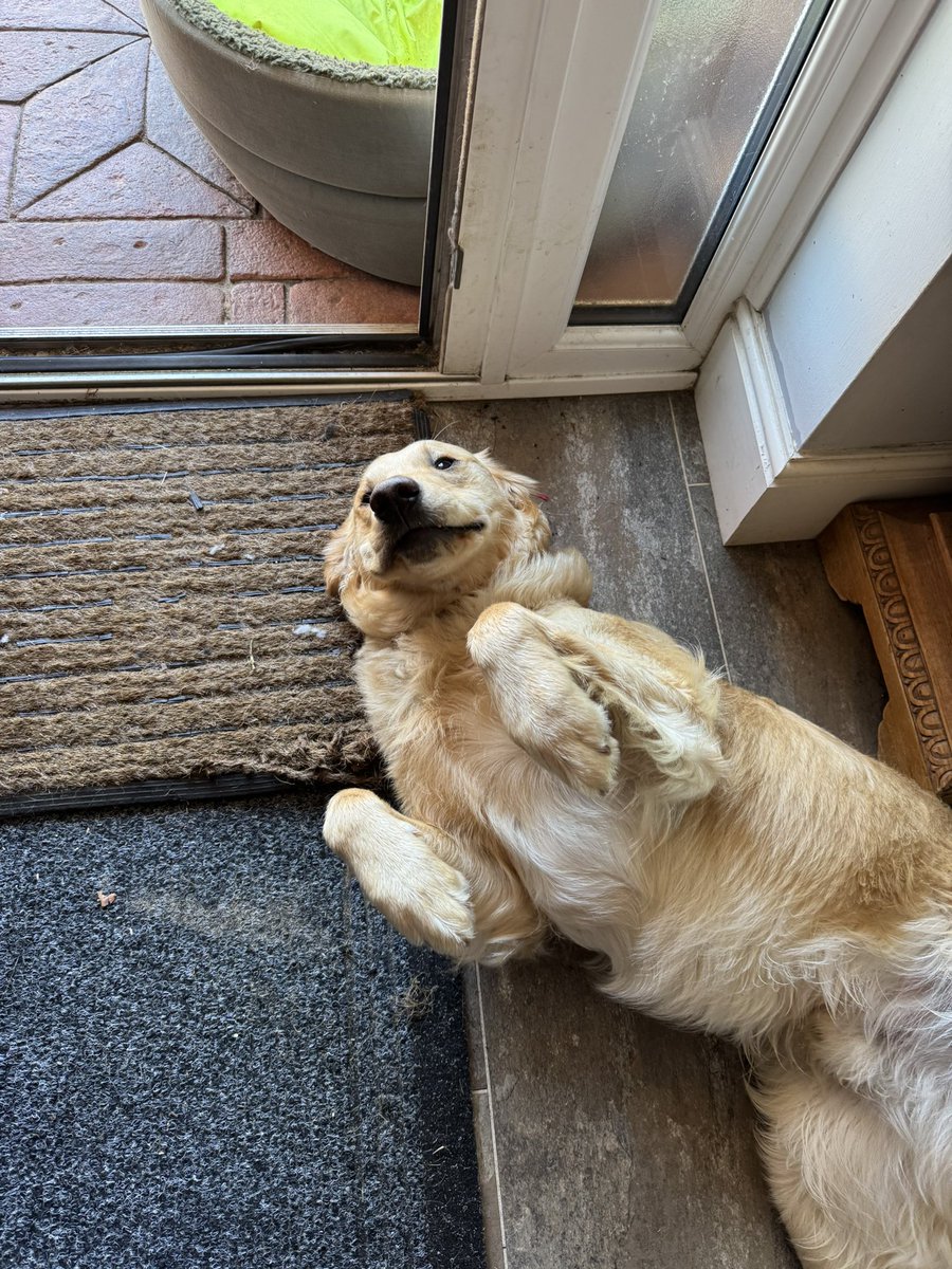 SpanielsSuper's tweet photo. Dexter! What are you doing?
Nothing grandma!
Dexter?
Nothing!
Dexter……..
What are you hiding?
It just fell apart …… #Honest
Fell apart in your teeth?
Errrrrm 😐
Daaaaaaad grandma’s being mean 😢 #KilledTheMat #ExMat https://t.co/W1DpXp9Kih