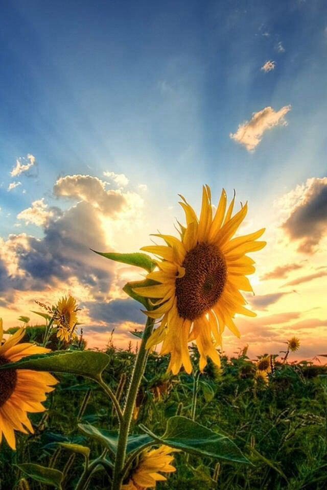 يقولون:(بعيد عن العين،بعيد 
عن القلب).
فما بالنُا،نسمعُ،صَرير قلوبِهِم
هُنا….!

#مارية_السبيعي