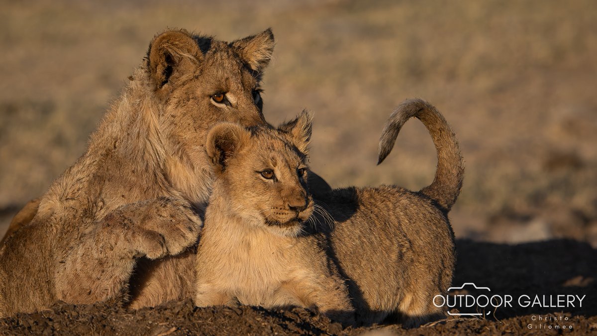 outdoorgallery_'s tweet photo. 🐾 Siblings 🦁 Captured in the heart of Madikwe Game Reserve, these lion cubs share a tender moment that speaks volumes about the raw beauty of African wildlife. 
📸 Taken by Christo Giliomee. 

Purchase here: https://t.co/xEh6KEwtkI
#Madikwe #LionCubs #WildlifePhotography https://t.co/GdCUxdufN0