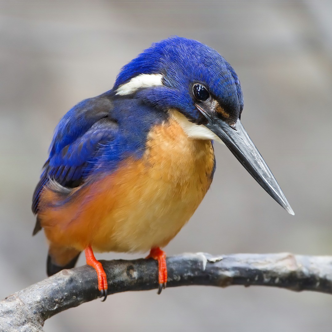 Azure Kingfisher

📷   jjharrison89 (Instagram) ©️🇦🇺

#australia 
#Travel 
#nature 
#photographer