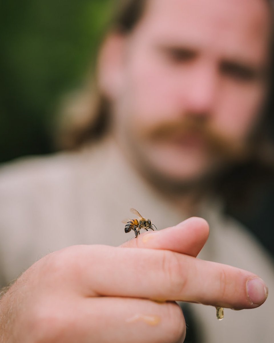 AlimentsNB's tweet image. Bonne Journée des abeilles! 🐝🍯🌸

Aujourd’hui, nous célébrons le rôle vital que jouent les abeilles dans notre magnifique province.  Étiquetez votre rucher local préféré dans les commentaires.

#achetezlocalpourdebon #journéeinternationaleabeill