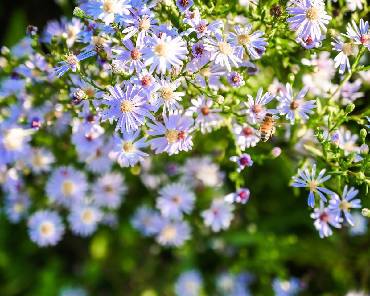 AlimentsNB's tweet image. Bonne Journée des abeilles! 🐝🍯🌸

Aujourd’hui, nous célébrons le rôle vital que jouent les abeilles dans notre magnifique province.  Étiquetez votre rucher local préféré dans les commentaires.

#achetezlocalpourdebon #journéeinternationaleabeill