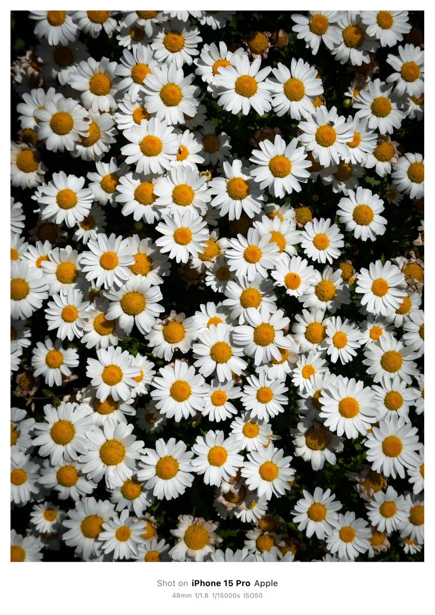 novy_jp's tweet photo. 写真が好きな皆様の「これスマホで撮った写真」か「これスマホで撮った動画」を見せていただけないでしょうか？スマホも良いぞ！を見たいのです。引用か���プでいただけると嬉しいです〜 https://t.co/6tmPmxuQMV