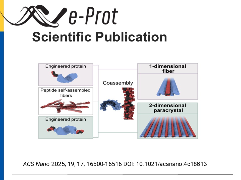 eProt FET Open Project (@eprot_project) on Twitter photo <a href="/eProt_Project/">eProt FET Open Project</a> 📢 New Scientific Publication related to the natural self-assembly tendency of proteins to build complex structural architectures or their use in biocompatible electronics.
👉 ACS Nano 2025, 19, 17, 16500-16516: DOI: 10.1021/acsnano.4c18613 <a href="/eProt_Project/">eProt FET Open Project</a> 📢 New Scientific Publication related to the natural self-assembly tendency of proteins to build complex structural architectures or their use in biocompatible electronics.
👉 ACS Nano 2025, 19, 17, 16500-16516: DOI: 10.1021/acsnano.4c18613