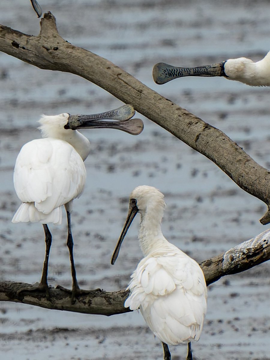 東よか干潟のクロツラヘラサギ
本当におもしろい鳥だなぁ