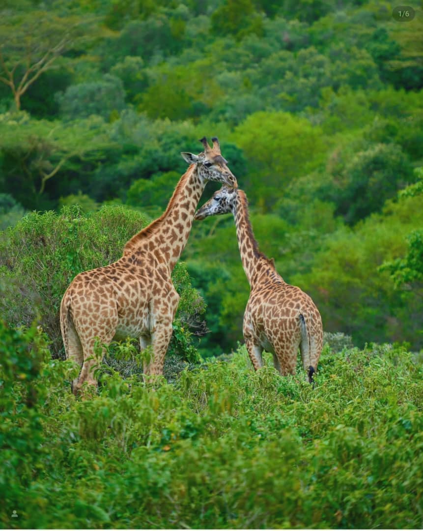 tukutu_kasuku's tweet photo. TANZANIA imevunja rekodi watalii wa Kimataifa 2021-2024
Hongera Rais @samia_suluhu_hassan kwa filamu ya Royaltour kwani umeitangaza vizuri ndani na nje na haya ndio matokeo chanya tunayaona @MsLACampaign @matokeochanya @sisiniTanzania @NCHIYANGUT @ikulumawasliano #sisinitanzania https://t.co/J5Dexr0a5k