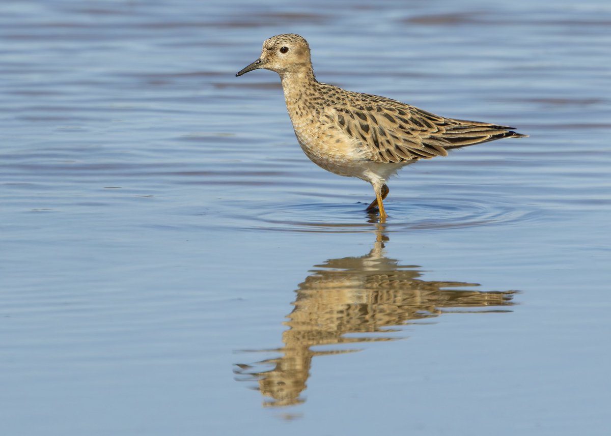 Nathaniel Dargue (@nathanieldargue) on Twitter photo Great to watch the male Buff-breasted Sandpiper at East Halton Marshes yesterday evening with <a href="/miles_cluff/">Miles Cluff</a>. Seeing him in full display was a sight I thought I’d have to travel to rural Canada for, so seeing it in North Lincs was a real pleasure!
<a href="/Lincsbirding/">Lincsbirding</a> <a href="/BirdGuides/">BirdGuides</a> Great to watch the male Buff-breasted Sandpiper at East Halton Marshes yesterday evening with <a href="/miles_cluff/">Miles Cluff</a>. Seeing him in full display was a sight I thought I’d have to travel to rural Canada for, so seeing it in North Lincs was a real pleasure!
<a href="/Lincsbirding/">Lincsbirding</a> <a href="/BirdGuides/">BirdGuides</a>