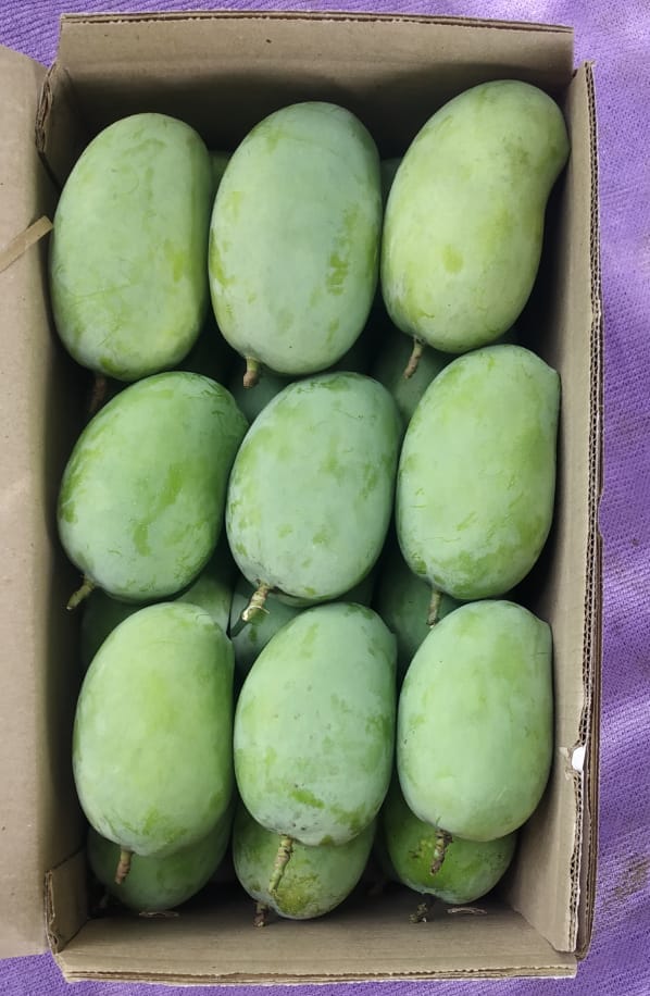 Chiragkapuriya's tweet image. Last call for mango storage mafias! Miss this batch and u be stuck dreaming of mangoes till next season 😂 Accepting orders for the last supply of the season. DM now and pick them up on weekends! #Mango #MangoFarm #KesarMango