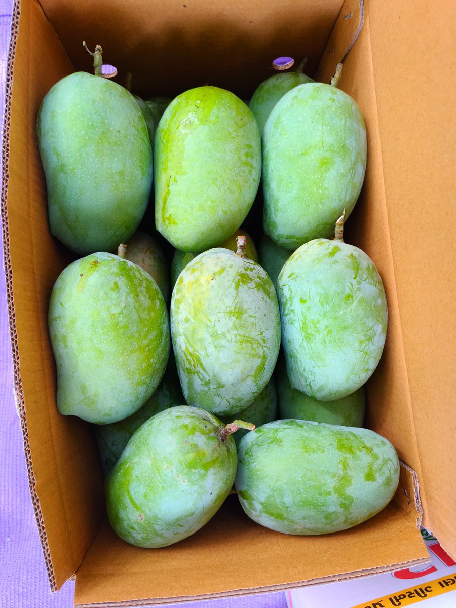 Chiragkapuriya's tweet image. Last call for mango storage mafias! Miss this batch and u be stuck dreaming of mangoes till next season 😂 Accepting orders for the last supply of the season. DM now and pick them up on weekends! #Mango #MangoFarm #KesarMango