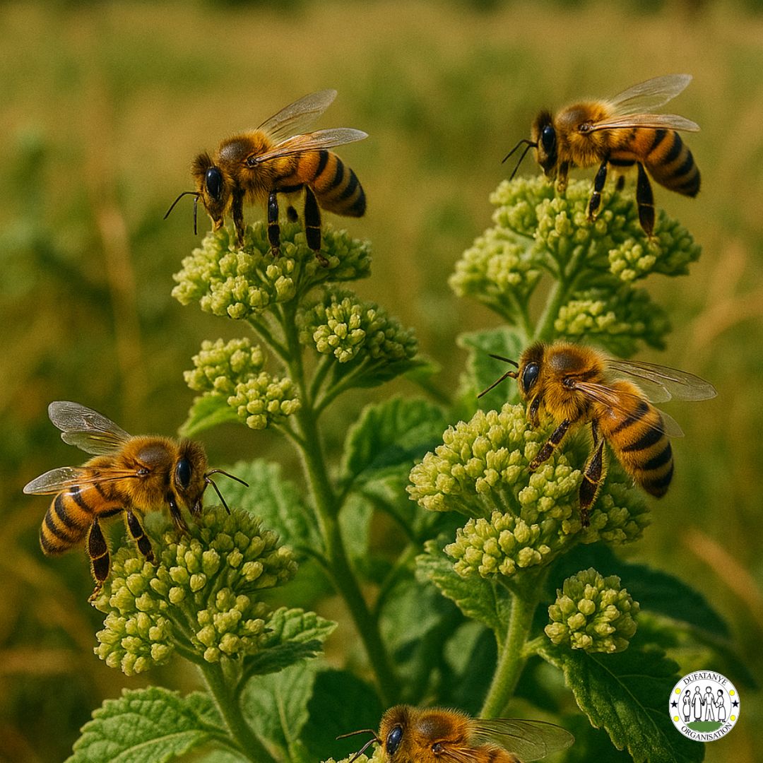 DUFATANYE ORGANISATION (@dufatanyeorg) on Twitter photo šOn #WorldBeeDay, we celebrate natureās tiny farmers bees! At <a href="/DufatanyeOrg/">DUFATANYE ORGANISATION</a>, we farm with nature to protect pollinators & #Biodiversity. #BeeFriendly #sustainable #OrganicFarming #Rwanda, <a href="/FAORwanda/">FAO in Rwanda</a> <a href="/NewTimesRwanda/">The New Times (Rwanda)</a> šOn #WorldBeeDay, we celebrate natureās tiny farmers bees! At <a href="/DufatanyeOrg/">DUFATANYE ORGANISATION</a>, we farm with nature to protect pollinators & #Biodiversity. #BeeFriendly #sustainable #OrganicFarming #Rwanda, <a href="/FAORwanda/">FAO in Rwanda</a> <a href="/NewTimesRwanda/">The New Times (Rwanda)</a>