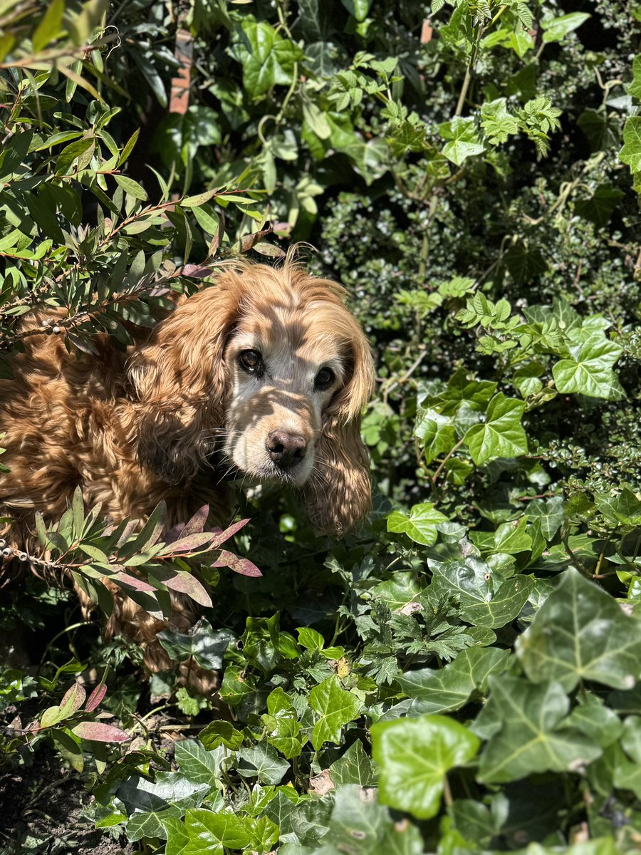 SpanielsSuper's tweet photo. Mum will never find me here either #HideAndSeek #WheresBat https://t.co/2LFd5sWQwr