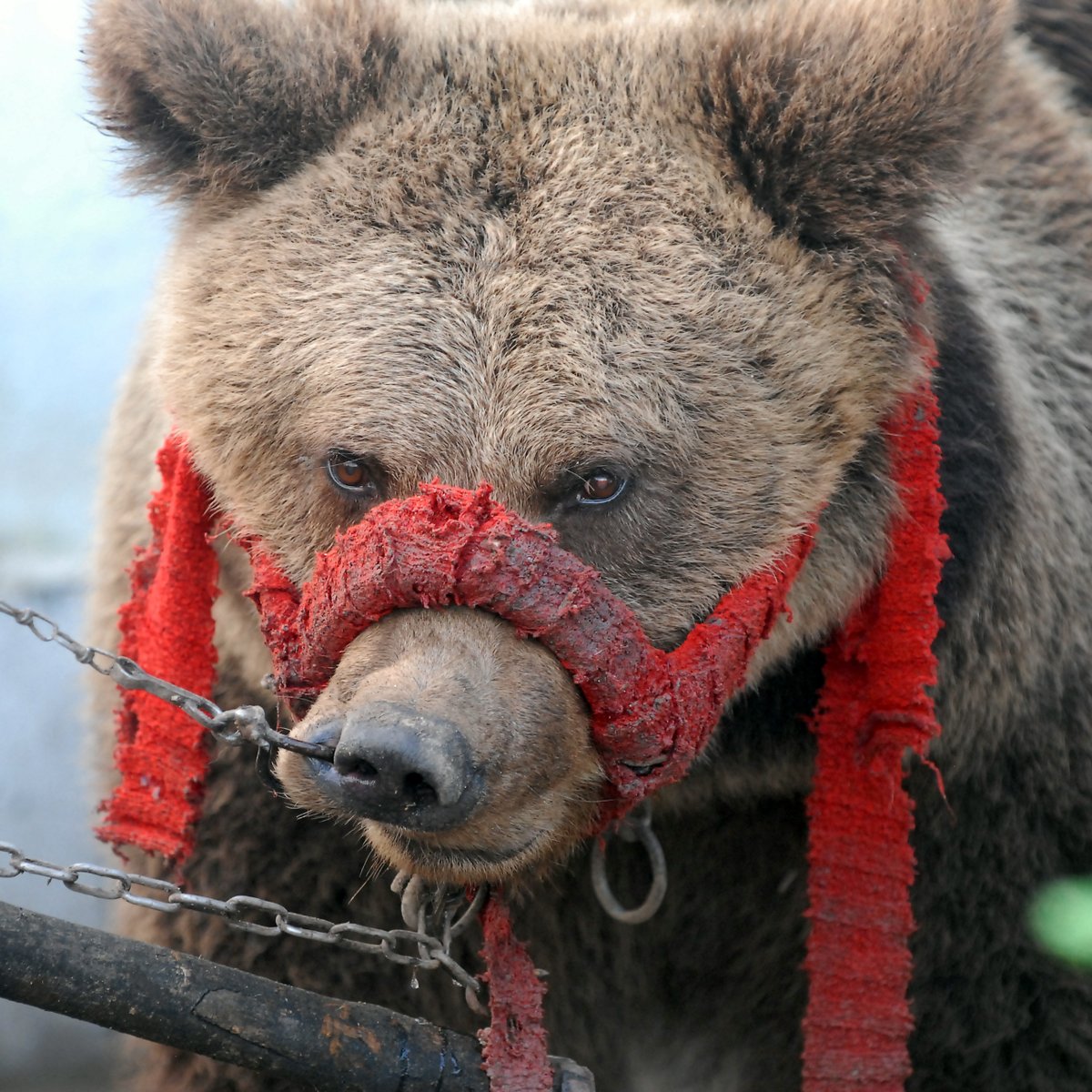 fourpawsint's tweet image. Do you remember bear Seida? 🐻
The 25-year-old former dancing bear has been flourishing since her arrival at BEAR SANCTUARY Belitsa. 🌄
Seida is the youngest of a group of three Serbian bears rescued by FOUR PAWS under dramatic circumstances in the winter of 2009.