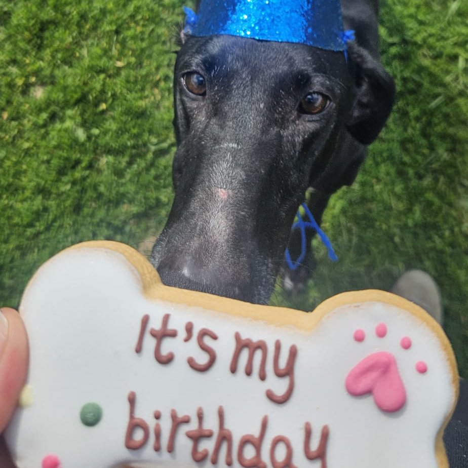 HaPpY BaRkDaY Viento! Thank you to the lovely Mutts N Moggies for making his day special. He is such a handsome loving gorgeous boy. Can anyone give Viento the best birthday present ever and offer him a home? Please get in touch x #galgo  #adoptdontshop #nationalrescuedogday