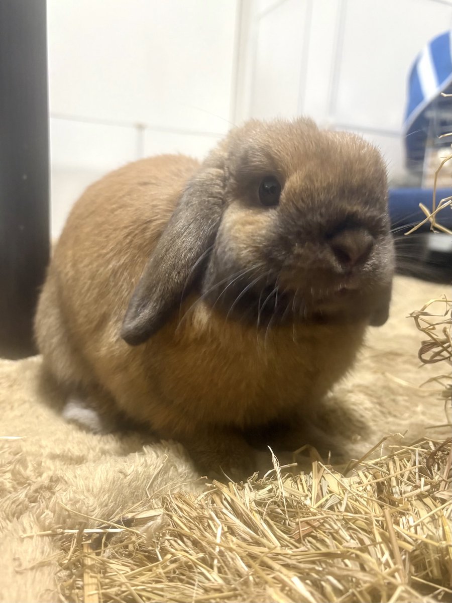 なんか四角いね？ポパイ