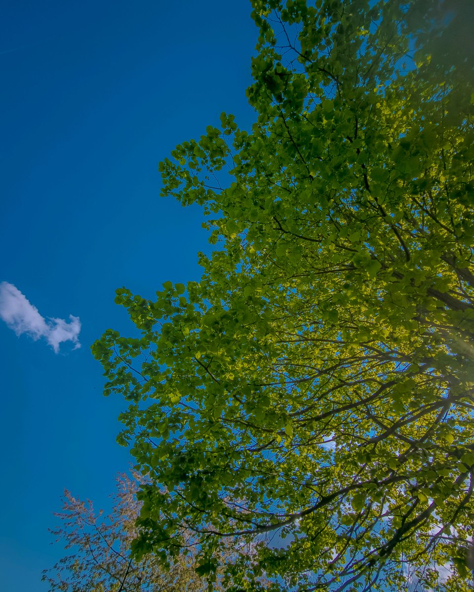 podbukovc's tweet image. Green is not a color, it’s a state of becoming. And blue, a reminder that we belong to something vast. 💚💙

#Podbukovc #SimpleLiving #SlowLiving #SpringColors #TranquilView