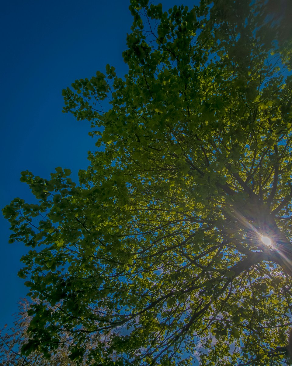 podbukovc's tweet image. Green is not a color, it’s a state of becoming. And blue, a reminder that we belong to something vast. 💚💙

#Podbukovc #SimpleLiving #SlowLiving #SpringColors #TranquilView