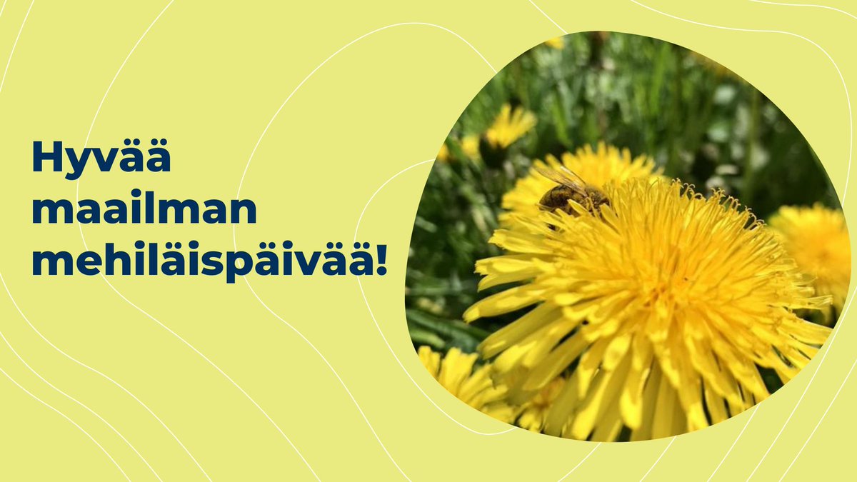mmm_fi's tweet photo. Hyvää maailman mehiläispäivää! 🐝 
Mehiläispölytys on huoltovarmuuden sekä ruuantuotannon kannalta tärkeässä asemassa. Suomeen ollaan luomassa pölytyspalveluverkostoa ja toimintasuunnitelma poikkeustilanteiden varalle #EUtuet
https://t.co/1Y9K7bxmR4 https://t.co/Ub7y5ksNXk