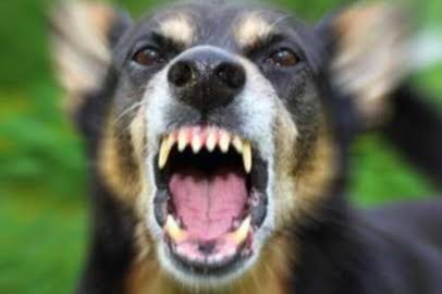 TR'de yüzlerce ölüme neden olan yüksek kene popülasyonunun sebebi başıboş itlerdir

Bu uyuz pire torbaları kenelere en iyi konakçıdır ve kene yiyen etçilleri de yerler

- parçalayıp öldürüyor
- kaza yaptırıp öldürüyor
- ekolojiyi bozarak öldürüyor
- kuduz/kist hidatikle öldürüyor