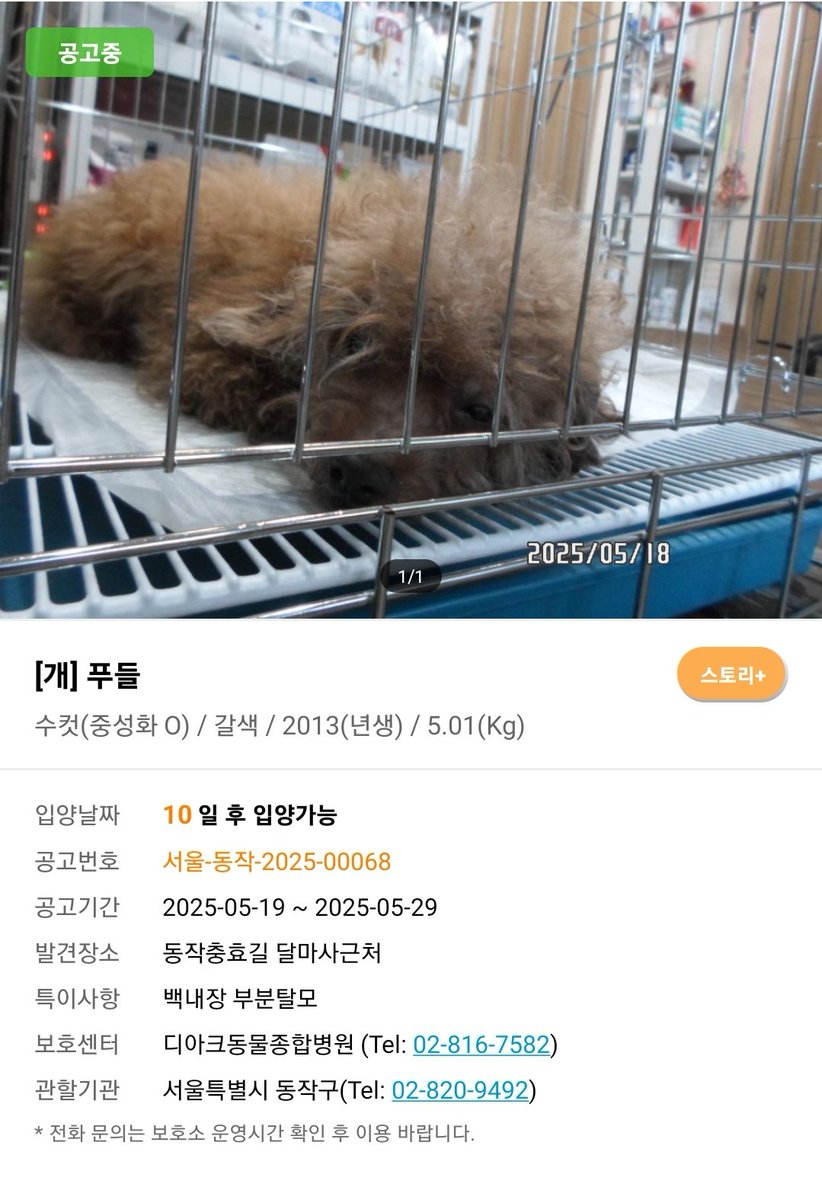 당근에 올라온 동착충효길 떠돌이견
13살 노견 백내장 부분탈모 걸린 아이가 길생활을 어떻게 한다고 길바닥에 버리고 간 거지.. 보호소 공고기간이 지나면 안락사가 시행되는데 우리 애 생각나서 도저히 지나칠 수가 없어서 올립니다.. 많이 공유 해주세요..