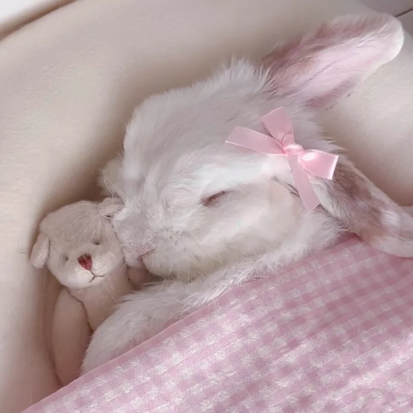 animals wearing bows tweet media