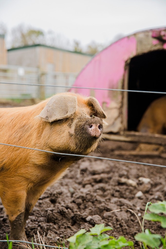 Looking for a week of outdoor fun for your child? Airfield Estate’s Summer Camps are packed with nature, plants and animals - the perfect mix of learning and fun!

Visit our website for more info - airfield.ie/events/airfiel…