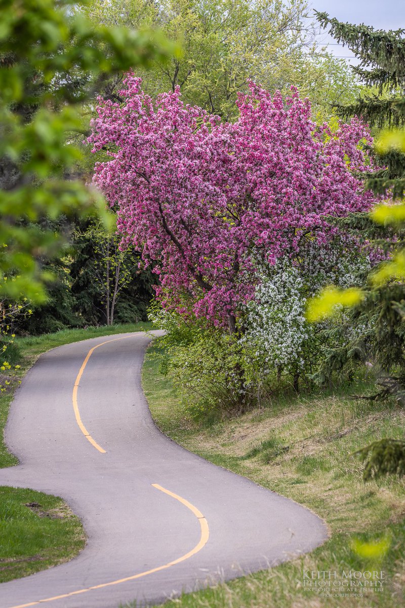 Early morning sightings at Hermitage Park on Victoria Day! Goslings, American Wigeon, Common Grackles &amp; of course blossoming trees! #yeg #yegparks #photography