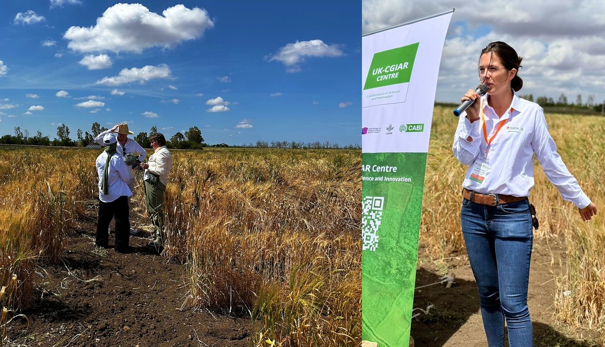 CzemborH's tweet photo. RT: Anna Backhaus @a_bakinghouse
➡️Great day for #Watkins #Wheat in #Morocco: they
were used to showcase the potential of novel
#genomictools to @ICARDAstakeholders
➡️ #ICARDA #wheat #barley #Genomics
#genebank #plantbreeding
@FCDOResearch @CABI_News
@JohnInnesCentre #UK_CGIAR https://t.co/d27iY3WtR6