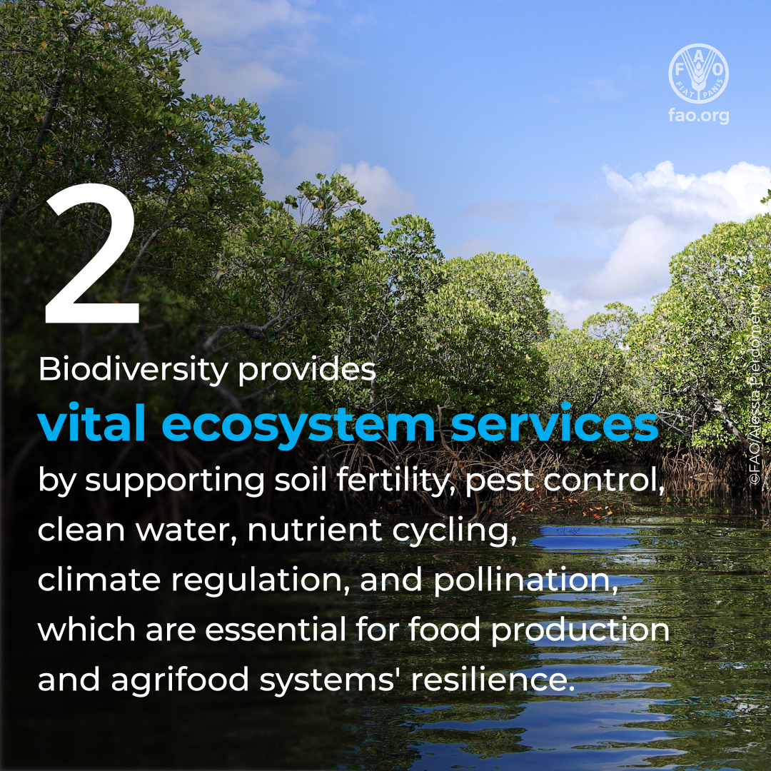 FAO's tweet photo. Did you know that biodiversity is essential for food security and nutrition?

Swipe through to discover 5️⃣ reasons why biodiversity matters for our agrifood systems and why we must act now to protect it.

#ForNature #BiodiversityDay