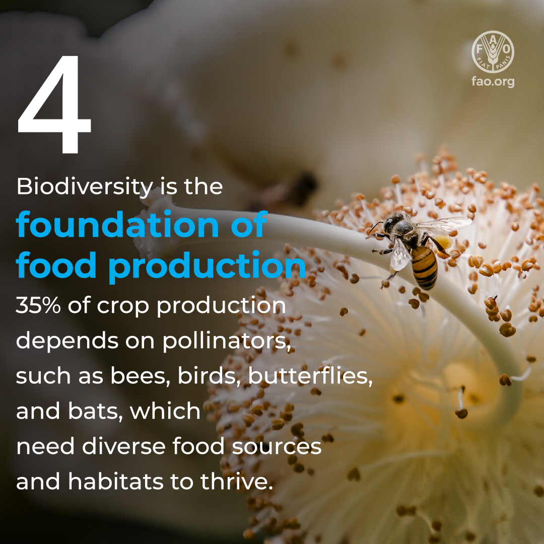 FAO's tweet photo. Did you know that biodiversity is essential for food security and nutrition?

Swipe through to discover 5️⃣ reasons why biodiversity matters for our agrifood systems and why we must act now to protect it.

#ForNature #BiodiversityDay