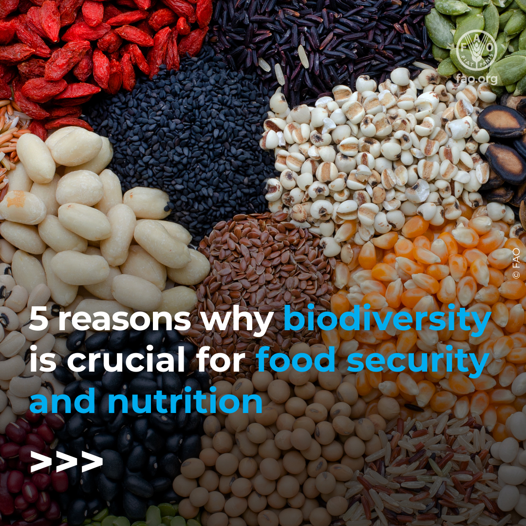 FAO's tweet photo. Did you know that biodiversity is essential for food security and nutrition?

Swipe through to discover 5️⃣ reasons why biodiversity matters for our agrifood systems and why we must act now to protect it.

#ForNature #BiodiversityDay