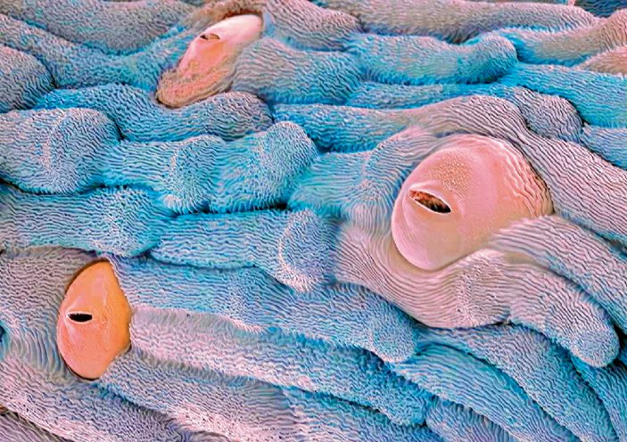Nature Plants (@natureplants) on Twitter photo Our editors write:
- "Stomatal development: SCREAM to stop SPEECHLESS" rdcu.be/emPgM
A highlight of this paper in <a href="/NewPhyt/">New Phytologist</a> :
nph.onlinelibrary.wiley.com/doi/10.1111/np… Our editors write:
- "Stomatal development: SCREAM to stop SPEECHLESS" rdcu.be/emPgM
A highlight of this paper in <a href="/NewPhyt/">New Phytologist</a> :
nph.onlinelibrary.wiley.com/doi/10.1111/np…