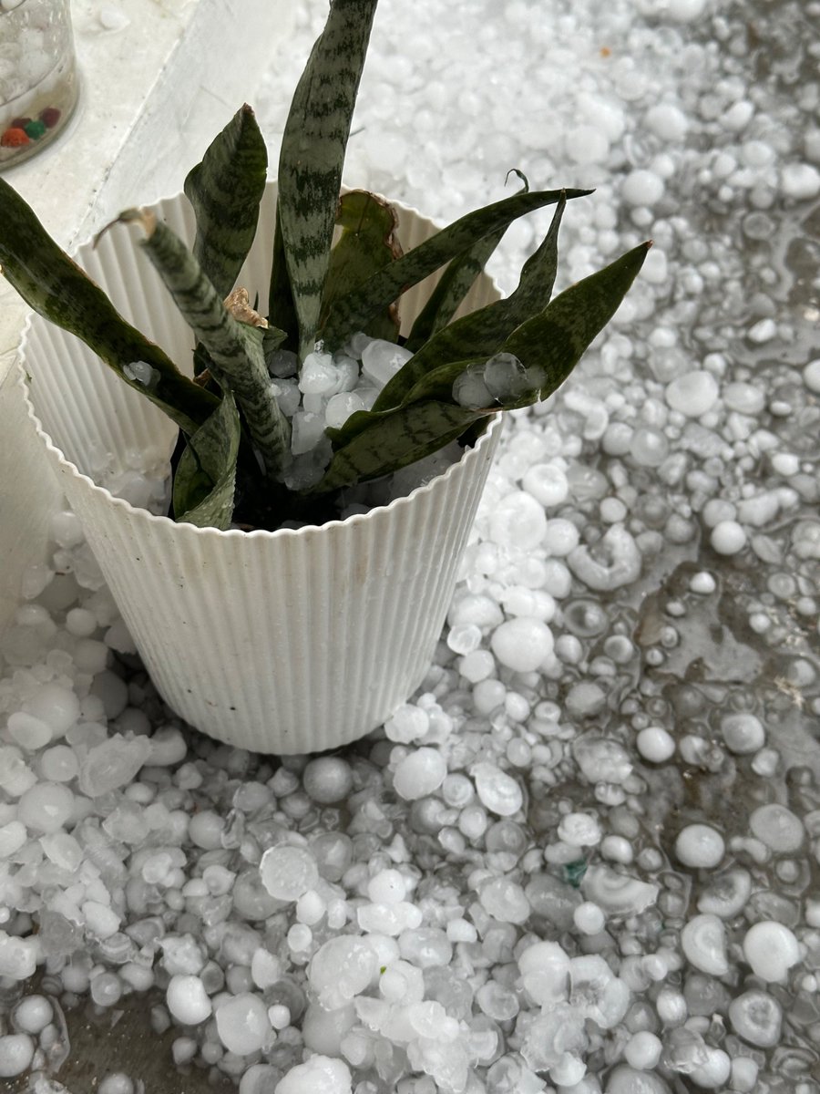 nazariyaa__'s tweet image. What just happened, Palampur? ! I’ve never seen a hailstorm like that in all the years I can remember ! Feel bad for those whose next harvest got destroyed.