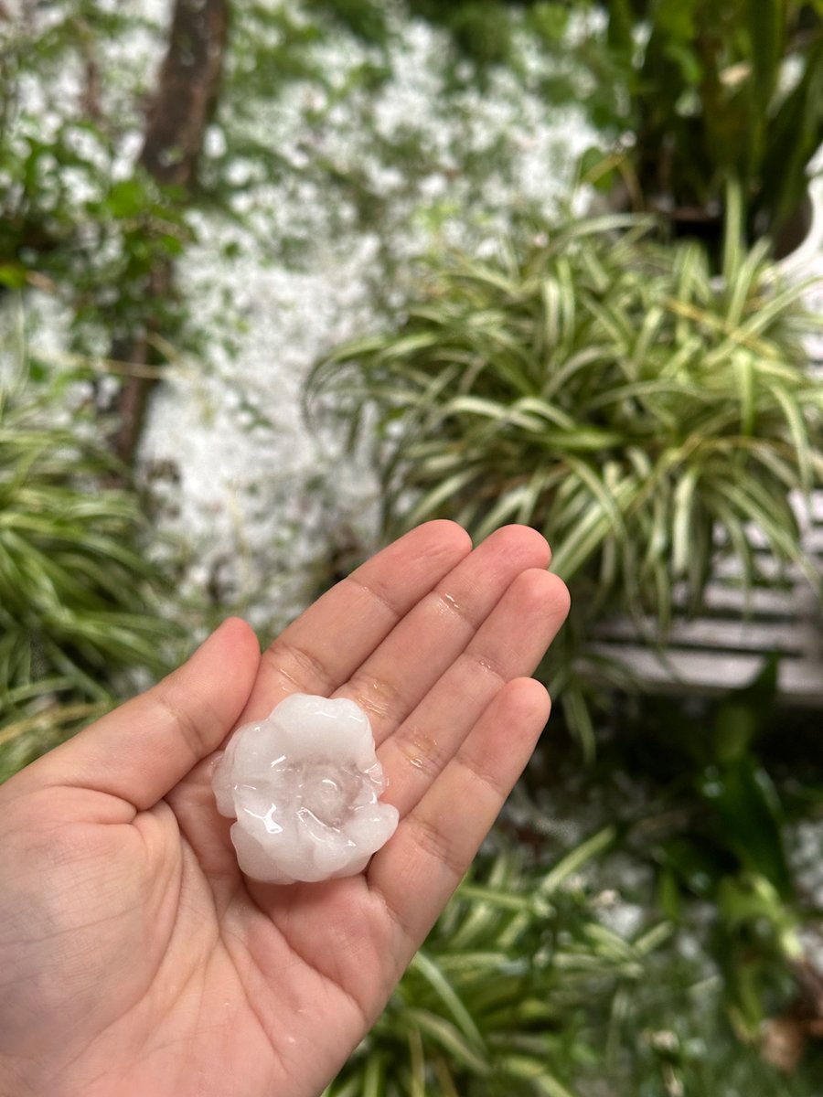 nazariyaa__'s tweet image. What just happened, Palampur? ! I’ve never seen a hailstorm like that in all the years I can remember ! Feel bad for those whose next harvest got destroyed.