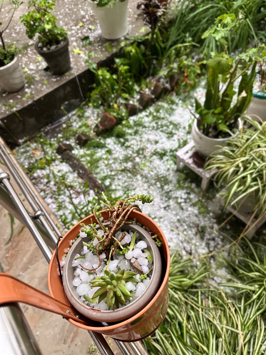 nazariyaa__'s tweet image. What just happened, Palampur? ! I’ve never seen a hailstorm like that in all the years I can remember ! Feel bad for those whose next harvest got destroyed.