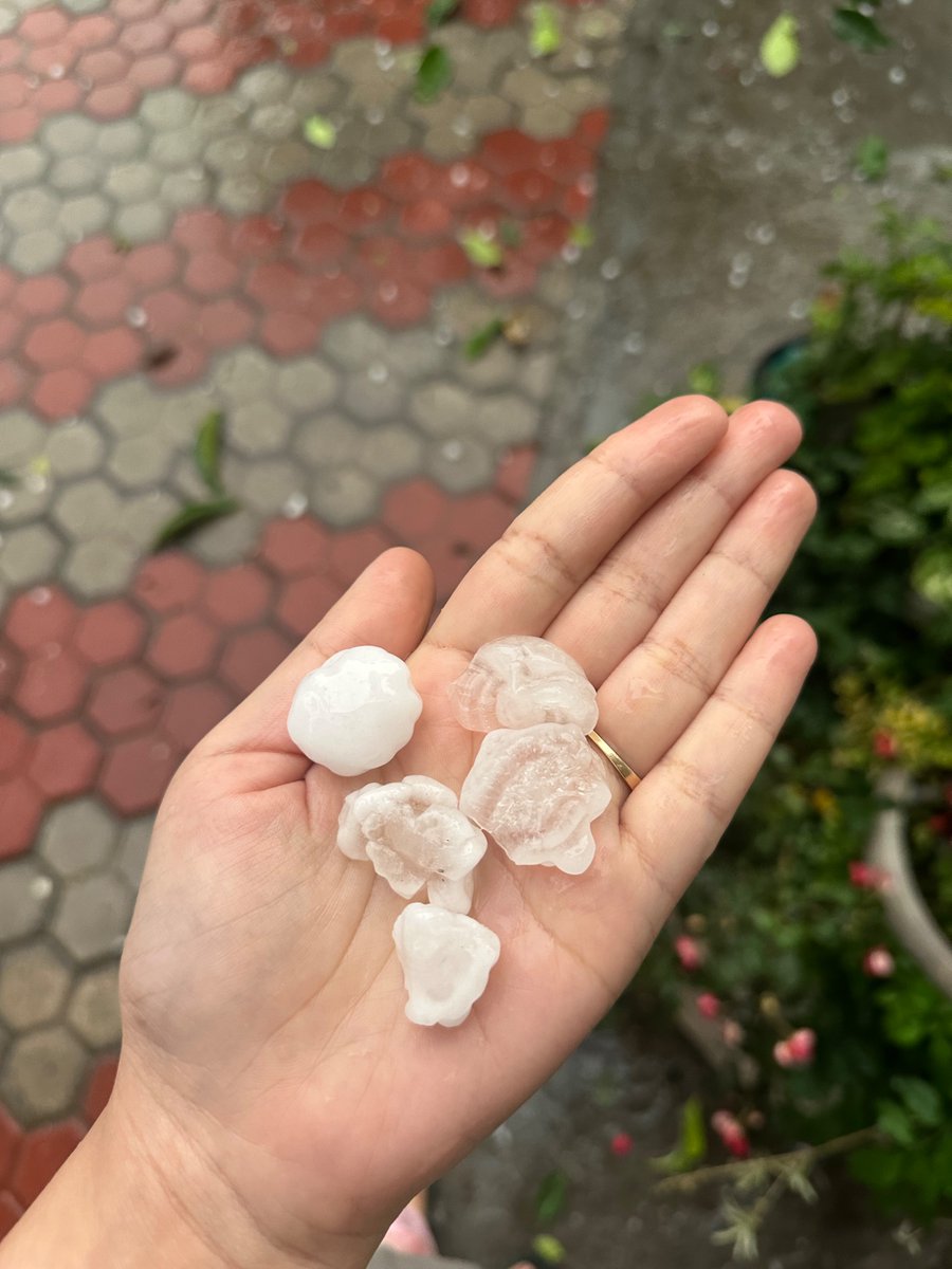 nazariyaa__'s tweet image. What just happened, Palampur? ! I’ve never seen a hailstorm like that in all the years I can remember ! Feel bad for those whose next harvest got destroyed.