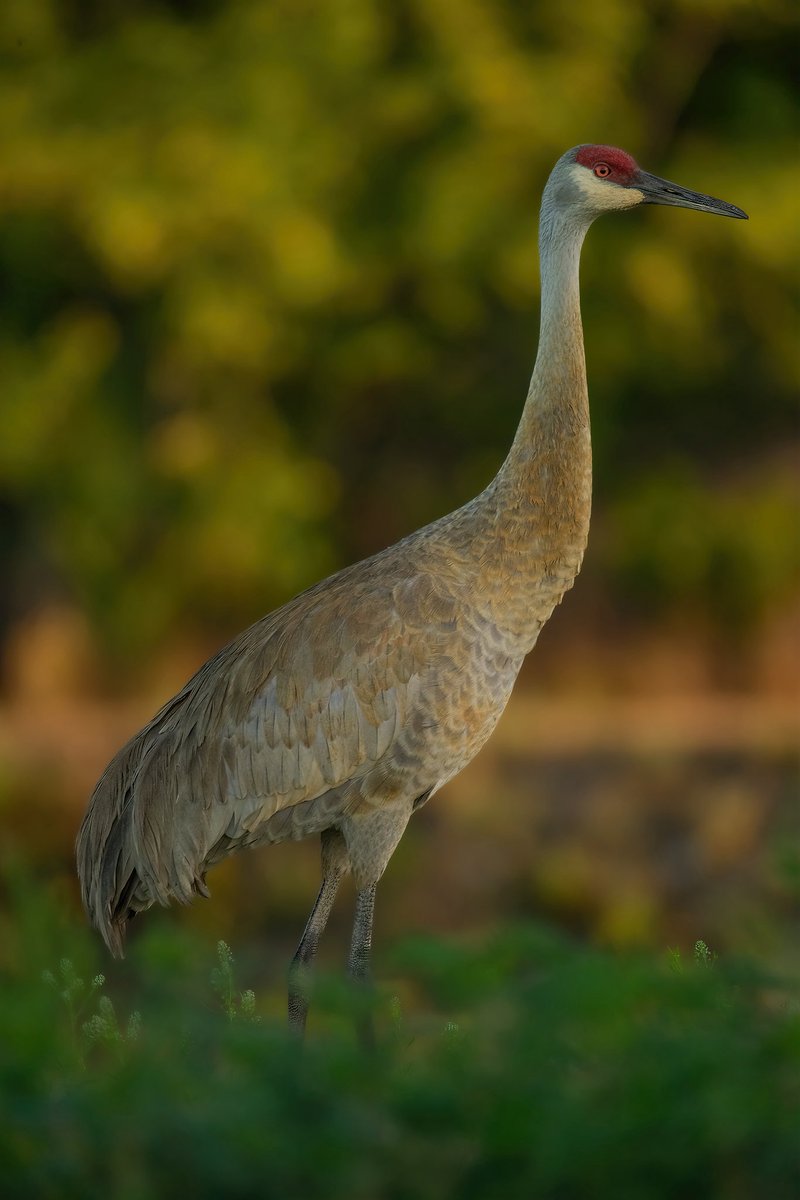 birdcrazed6's tweet photo. Sandhill Cranes are one of the largest birds you could encounter in North America but they are also one of the most gentle species around. This species is one i always look forward to encountering while visiting Southern Florida each year with the hopes of encountering them with their offspring. 

Please remember to respect ALL wildlife and ESPECIALLY when they are with their young ones, getting too close will stress both parents and children alike. 

#birdphotography
#birdwatching
#naturelovers
#birds