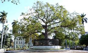 El 20 de mayo del 1902 es sembrada la ceiba que actualmente preside la Plaza de La Fraternidad Americana, en #LaHabana

🔗Saber más: ecured.cu/Parque_de_la_F…

#Efemerides #20deMayo 🇨🇺 #Cuba #Urbanismo #Historia #RadioCubana #RadioEnciclopedia <a href="/Loypa2/">Loypa</a>
