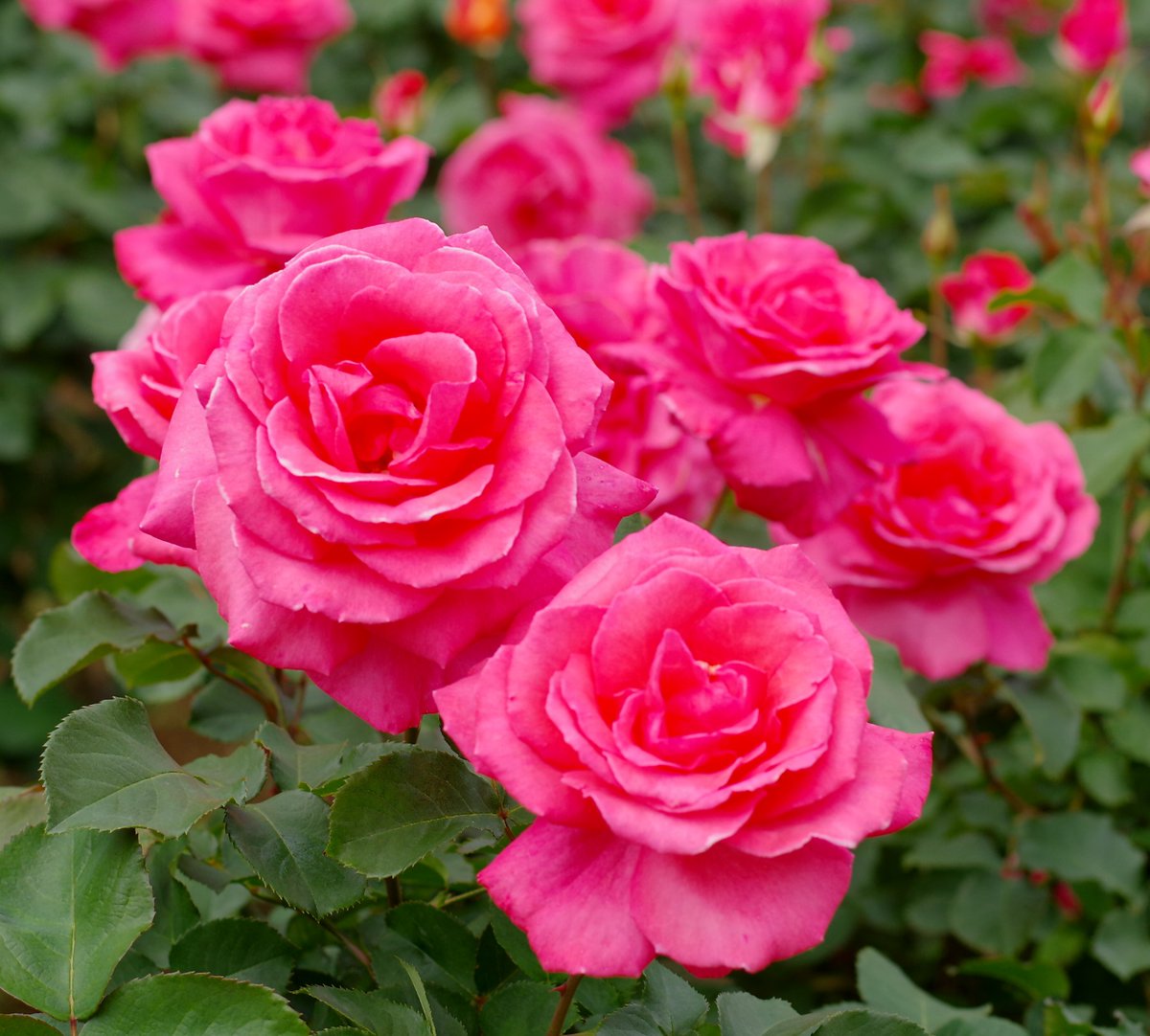 Healofmind2's tweet photo. 5/30(金)🌹薔薇花撮影会🏞️
凄く印象の良い💃Candyさん
募集は最大６名迄にて参加料金も
リーズナブルな設定となっています♪
【オプション】
動画(計3分迄)￥500・チェキ１枚につき￥500
他よりお得だと思います♪
#薔薇撮影 #モデルさんと繋がりたい #筋トレ女子 #SummerStyleAward #インストラクター https://t.co/5AbOcQ0BMt