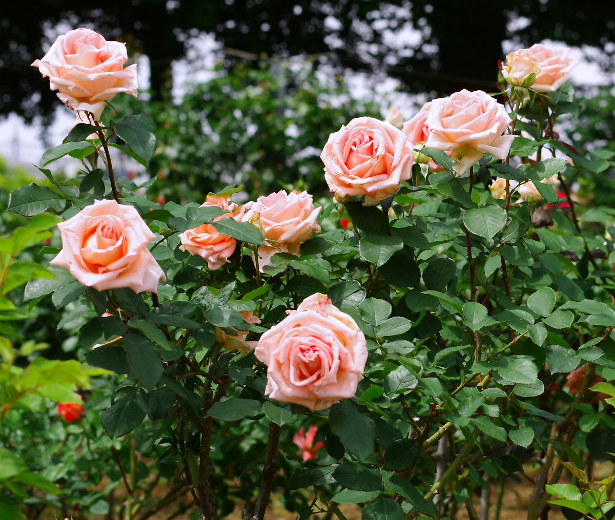 Healofmind2's tweet photo. 5/30(金)🌹薔薇花撮影会🏞️
凄く印象の良い💃Candyさん
募集は最大６名迄にて参加料金も
リーズナブルな設定となっています♪
【オプション】
動画(計3分迄)￥500・チェキ１枚につき￥500
他よりお得だと思います♪
#薔薇撮影 #モデルさんと繋がりたい #筋トレ女子 #SummerStyleAward #インストラクター https://t.co/5AbOcQ0BMt