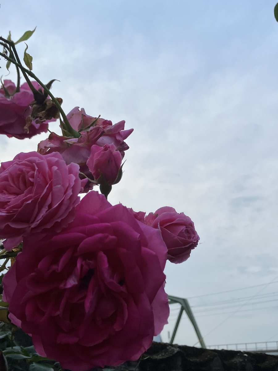 aromasbless tweet picture