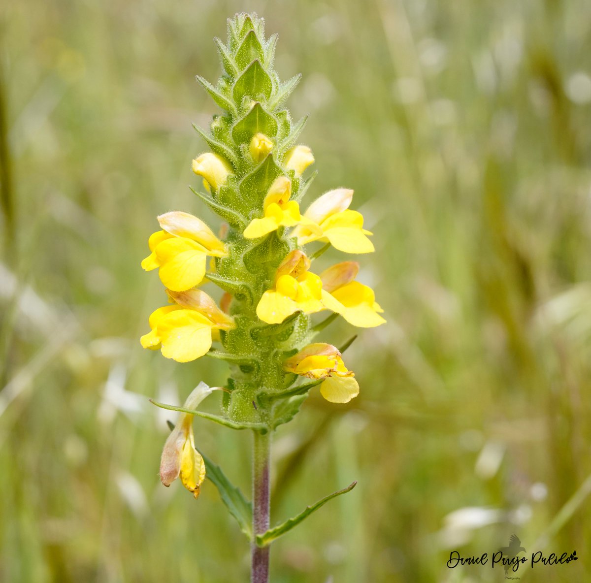 DanielParejo8's tweet photo. Gallocresta (Bellardia trixago) https://t.co/IeipoY9NzR