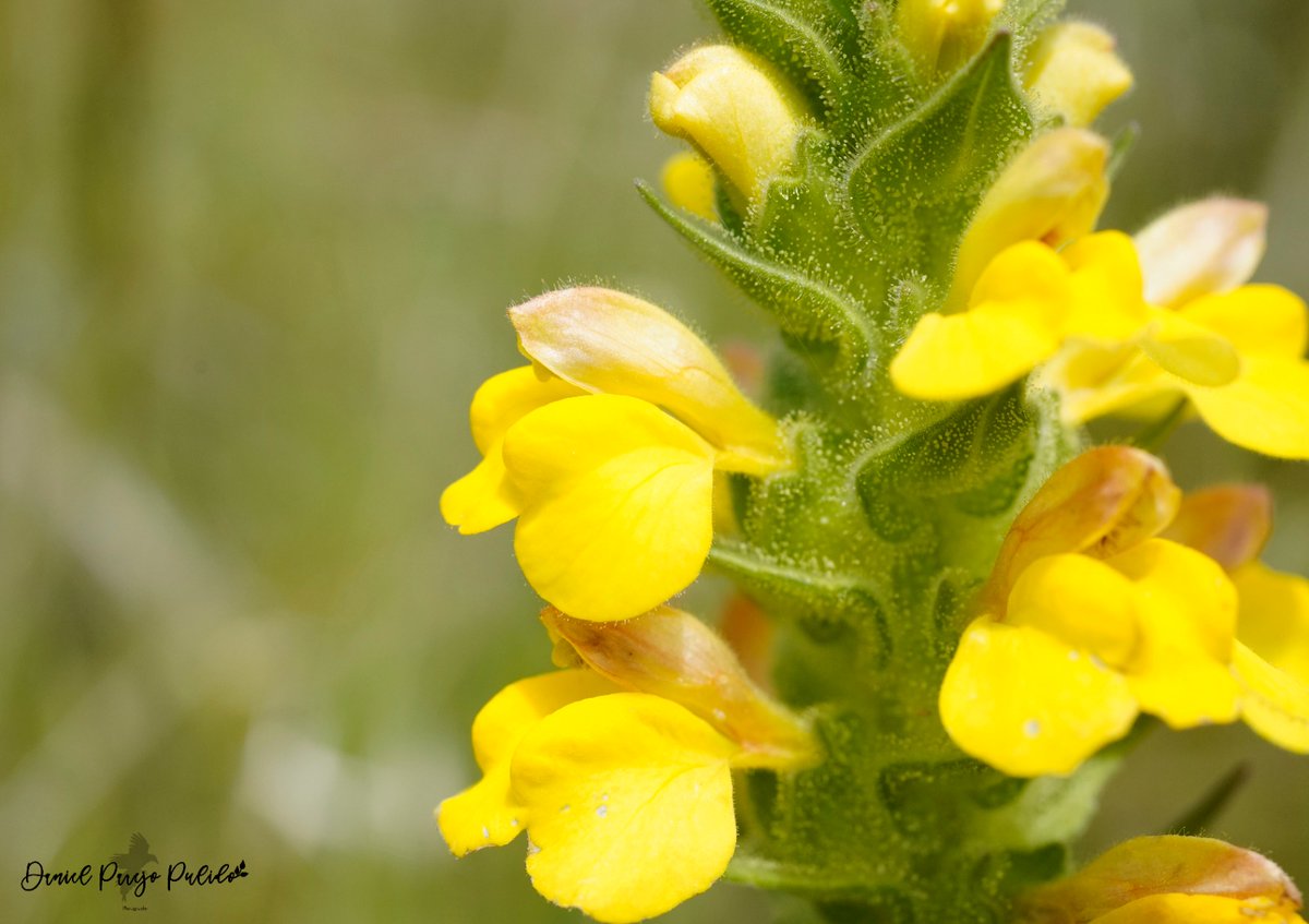 DanielParejo8's tweet photo. Gallocresta (Bellardia trixago) https://t.co/IeipoY9NzR