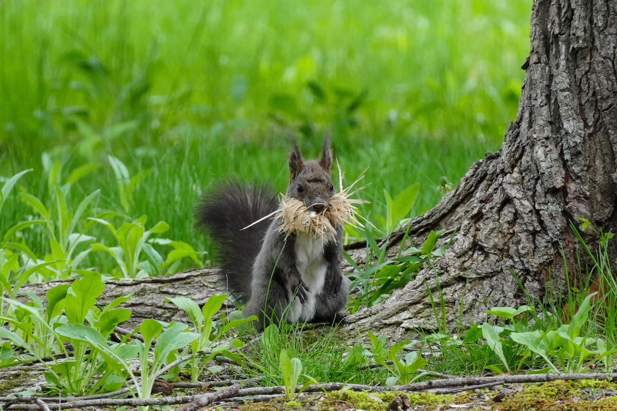巣作り？🐿️