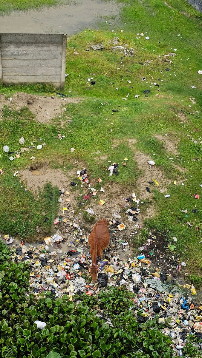 ashdeep111's tweet photo. @Bhabesh_KalitaR 
@himantabiswa 
Welcome to Rangia - where "Swachh
Bharat" meets "Throw it from the window" culture!
No public dustbins in sight, so nature gets to babysit the garbage.
Plastic-fed cows roam freely - till they die ingesting toxic wastes.
Plz take cognizance 🙏 https://t.co/WomzH7Q5LJ