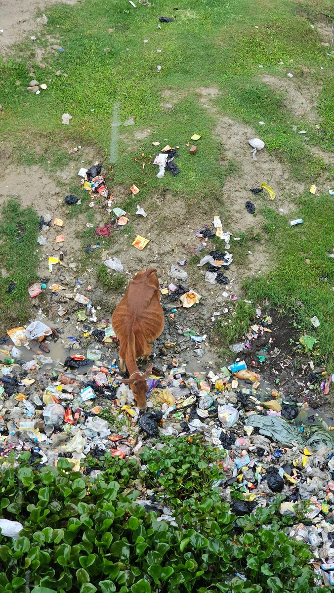 ashdeep111's tweet photo. @Bhabesh_KalitaR 
@himantabiswa 
Welcome to Rangia - where "Swachh
Bharat" meets "Throw it from the window" culture!
No public dustbins in sight, so nature gets to babysit the garbage.
Plastic-fed cows roam freely - till they die ingesting toxic wastes.
Plz take cognizance 🙏 https://t.co/WomzH7Q5LJ