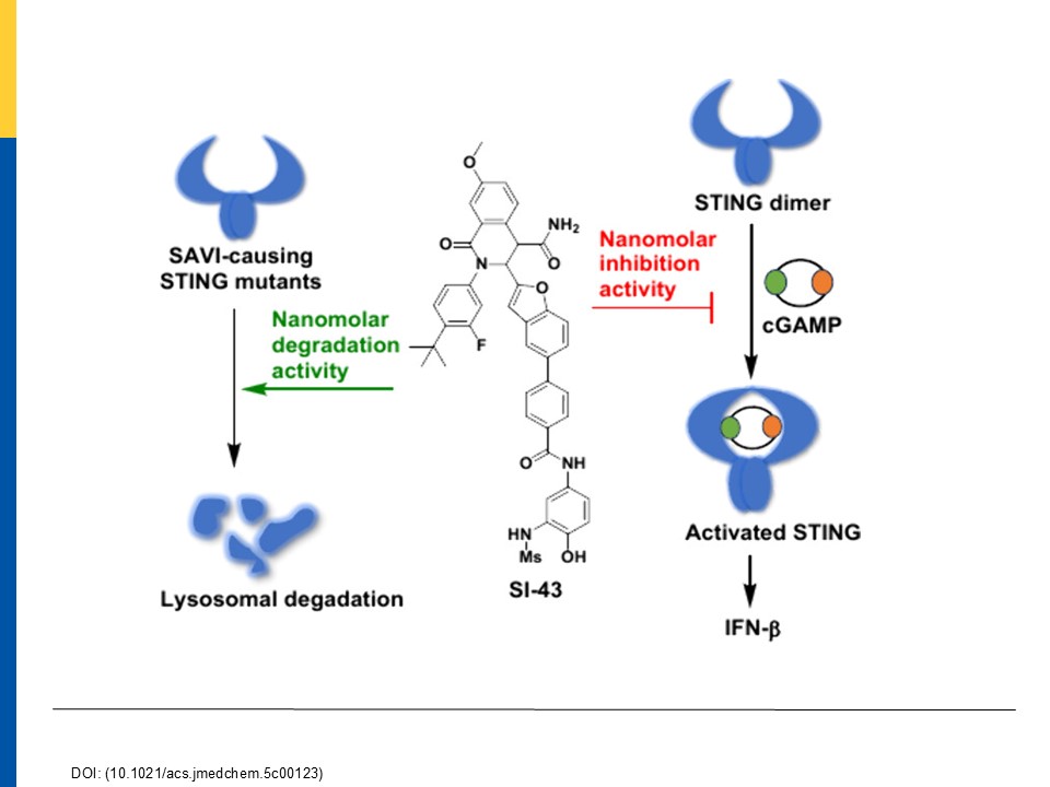 To antagonize or to agonize STING, that is the question to treat lupus or cancer
Our JMC paper reported STING antagonist SI-43 for treating lupus.
pubs.acs.org/doi/10.1021/ac…
Our Cell Chem Biol paper reported STING agonist ZSA-51 for treating cancers.
(cell.com/cell-chemical-…)